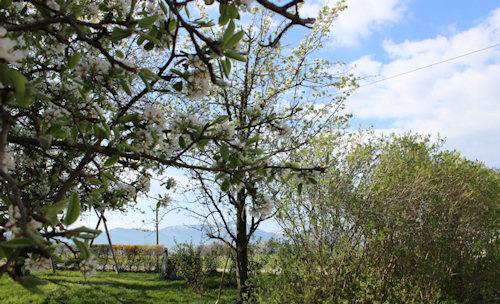 Bamberger Hof